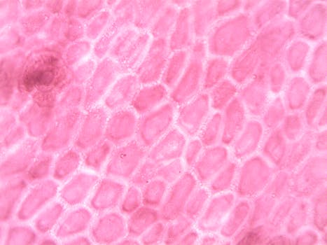 diagram of cell membrane structure